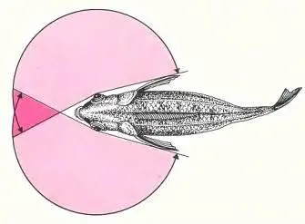 У большинства рыб глаза довольно далеко отстоят друг от друга Следовательно - фото 17