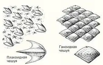 Тело большинства рыб покрыто чешуей плакоидной ганоидной ктеноиднойили - фото 18