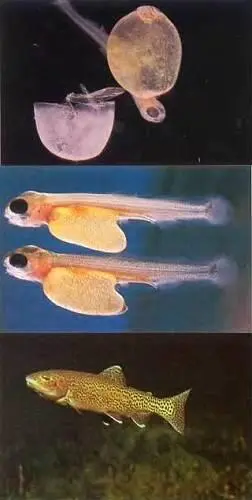 Размножение рыб Почти все рыбы выметывают икру в воду некоторые виды по - фото 20
