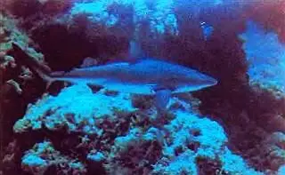Синяя акуладостигает в длину 65 м Этот хищник не брезгует никакой добычей - фото 23