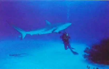 Синие акулы пользуются репутацией людоедов Но известно лишь несколько - фото 30