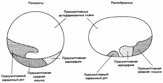 Рис 415Карта зачатков у зародышей полихет и ракообразных на стадии бластулы - фото 41