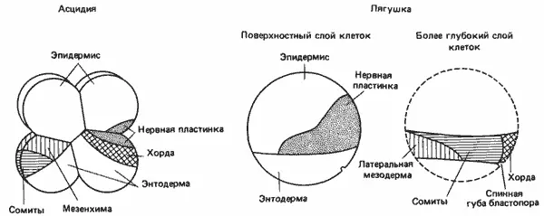 Рис 416Карта зачатков у зародышей оболочника и лягушки Распределение - фото 42