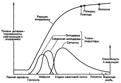 Рис 53Последовательные индукционные взаимодействия необходимые для - фото 46