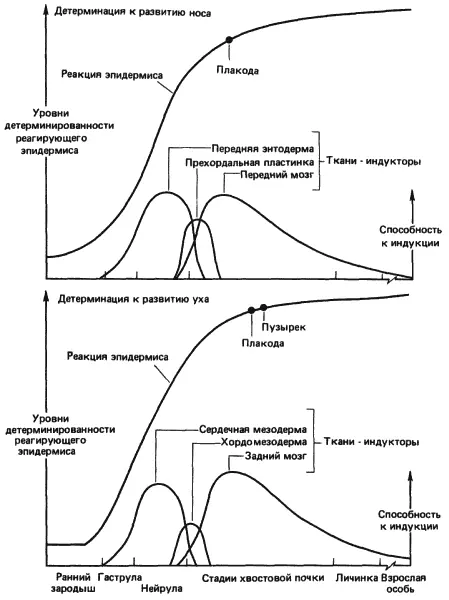 Рис 54Последовательные индукционные взаимодействия детерминирующие развитие - фото 47