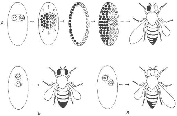 Рис 73Образование гинандроморфов у Drosophila melanogaster Утрата - фото 72