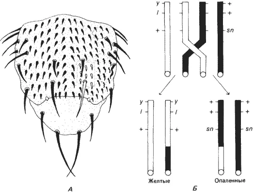 Рис 74Тест на выявление клеточной автономии летального фактора основанный - фото 73
