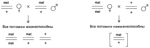Рис 77Передача летальной мутации наследуемой по материнскому типу - фото 76