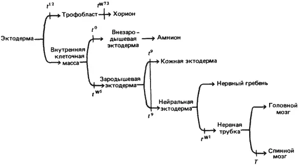 Рис 712 Предполагаемая цепь последовательных решений которые должны - фото 81