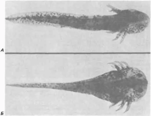 Рис 713Нормальная личинка аксолотля Ambystoma mexicanum А и мутантная - фото 82