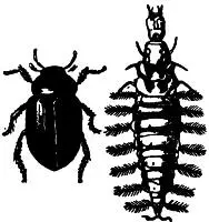 Водолюб малый Hydrophilus caraboides Водолюб большой Hydrous aterrimus - фото 109