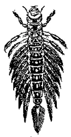 Личинка Sialis lutaria Кладка яиц Sialis lutaria общий вид и увеличенная - фото 119