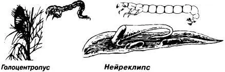 Свободноживущие личинки ручейников и их ловчие сети немного ув Чехлики - фото 128