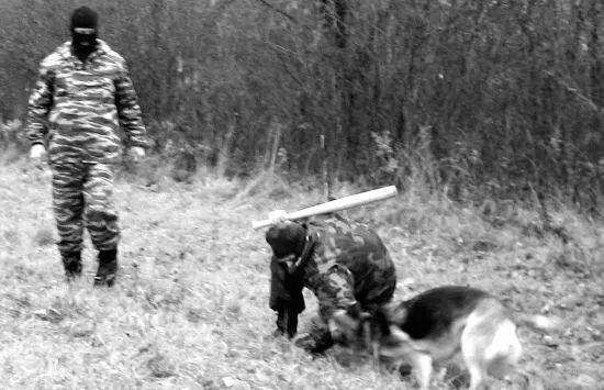 Немецкая овчарка относится к волкообразным так что сравнение с волками будет - фото 27