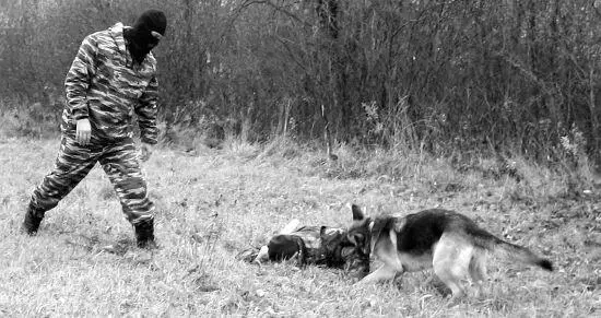 Немецкая овчарка относится к волкообразным так что сравнение с волками будет - фото 28