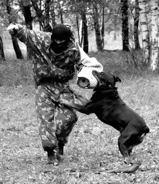 Дрессировочный рукав используется на самом раннем этапе обучения собаки - фото 56