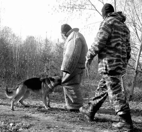 Укус в ногу После многих экспериментов и опытов большинство дрессировщиков - фото 59