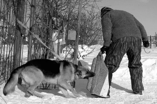 Собака должна уметь работать в любую часть тела Для нее не должно быть - фото 91