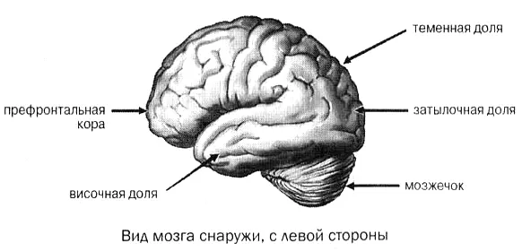 Знание типа своего мозга ключ к окончательной нормализации веса Это может - фото 32