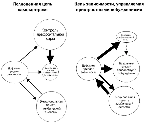 В страдающем зависимостью мозге ПФК ослаблена и цепи побуждения берут - фото 44