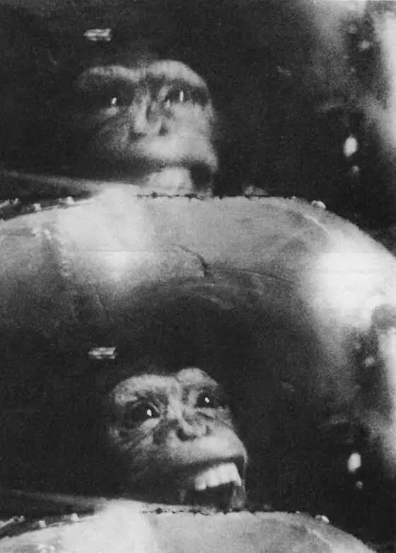 Суборбитальный космический полет шимпанзе Хэм в 1961 году помог проложить путь - фото 28