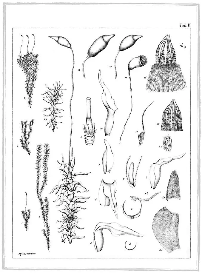 Dicranaceae Dicranum Часть вторая Сливка из белых акров Глава пятая - фото 2