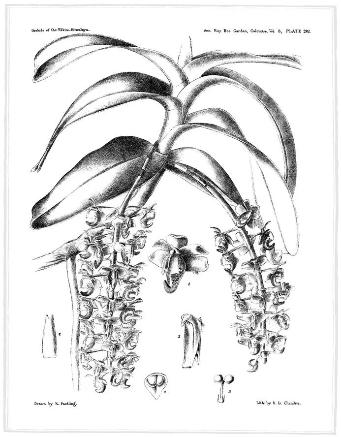 Aerides odoratum Lour Часть третья Хирография 29 Наука о почерках - фото 3