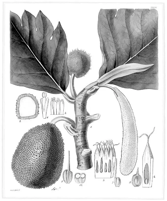 Artocarpus incisa Часть четвертая Куратор Мхов Глава двадцать первая - фото 4