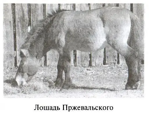 Во время первого тибетского путешествия пересекая обширную пустыню - фото 41