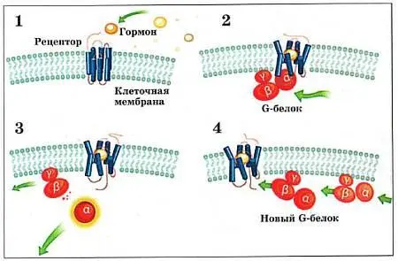 Схема передачи сигналом извне в клетку Гормон связывается с рецептором 1 - фото 9