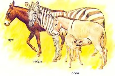 Осел и зебра относятся к семейству лошадиных Если их случать они могут давать - фото 59