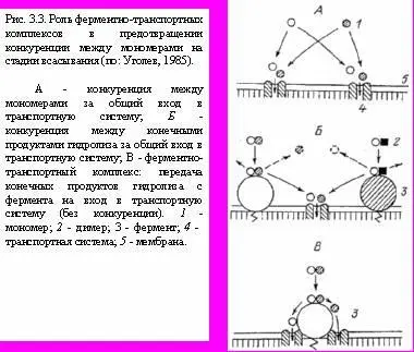 Существуют отрицательные последствия длительного применения мономерных диет - фото 12