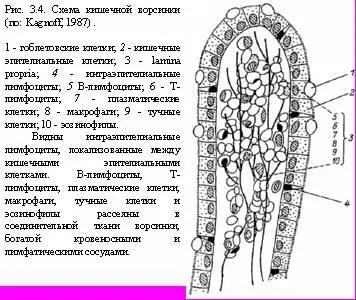 Кишечная иммунная система является частью иммунной системы организма и состоит - фото 13