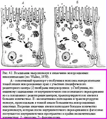 Как известно содержание в материнском молоке лактозы значительно выше чем в - фото 14