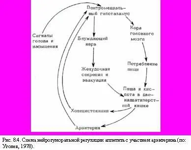 До сих пор мы рассматривали влияние кишечной гормональной системы на пищевой - фото 26