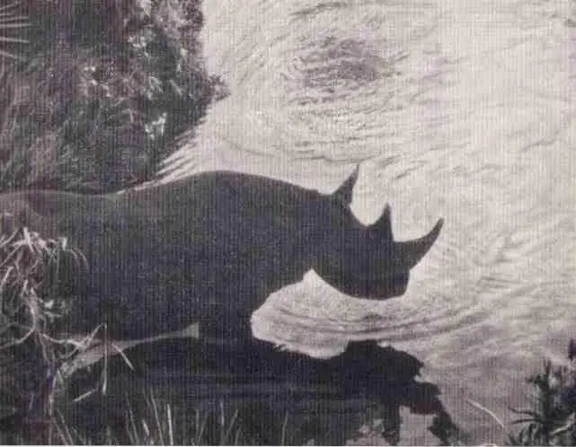 Носорог Джеспэ четыре с половиной месяца Эльса с пятимесячными львятами - фото 32