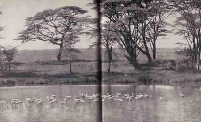 Фламинго на озере Магади Эльса и Джеспэ Львятам девять месяцев а они все - фото 38