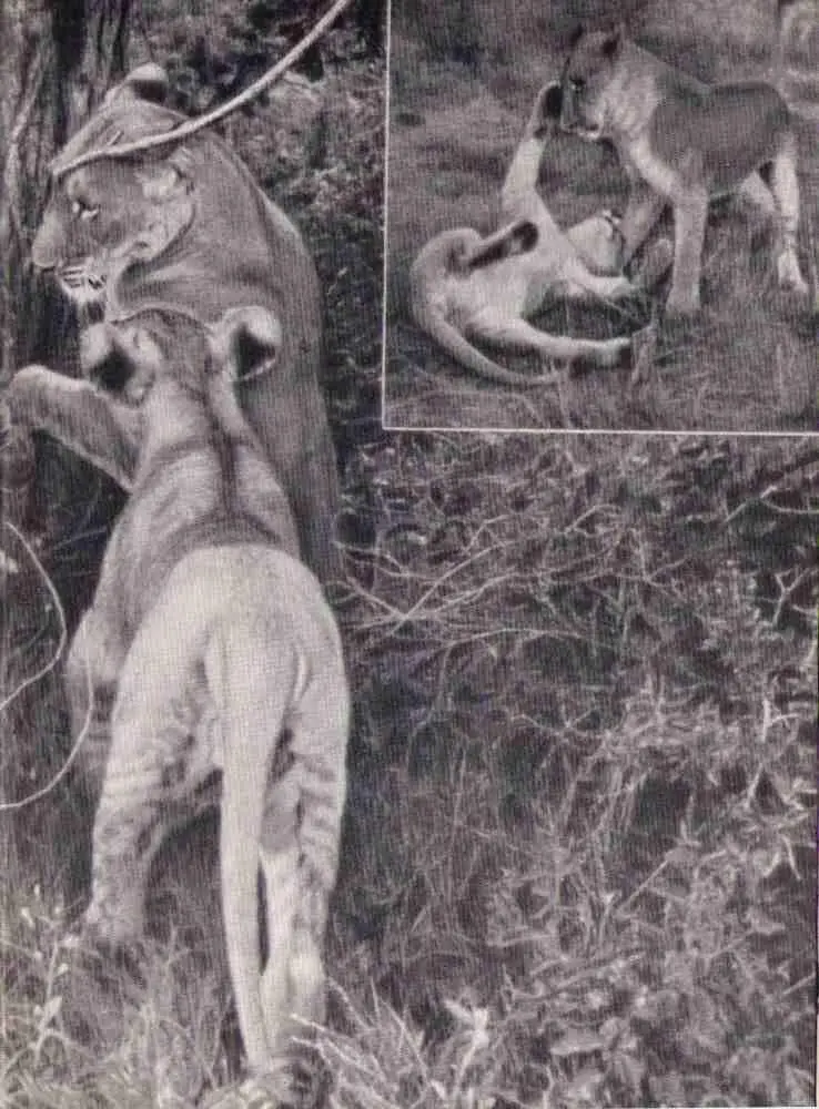 Эльса и Джеспэ в январе 1961 года Джордж и Македде убили крокодила Джеспэ в - фото 46