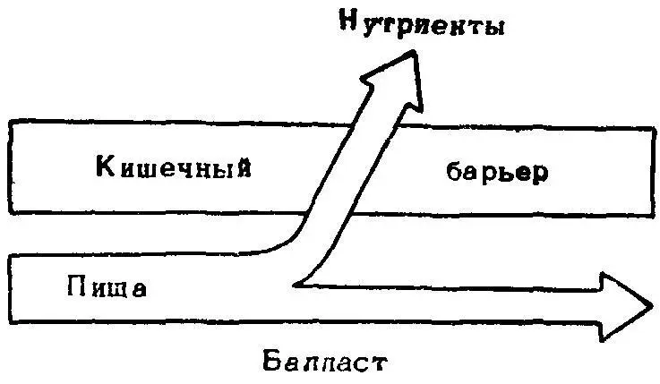 Рис 14 Схема потоков веществ из желудочнокишечного тракта по внутреннюю - фото 17