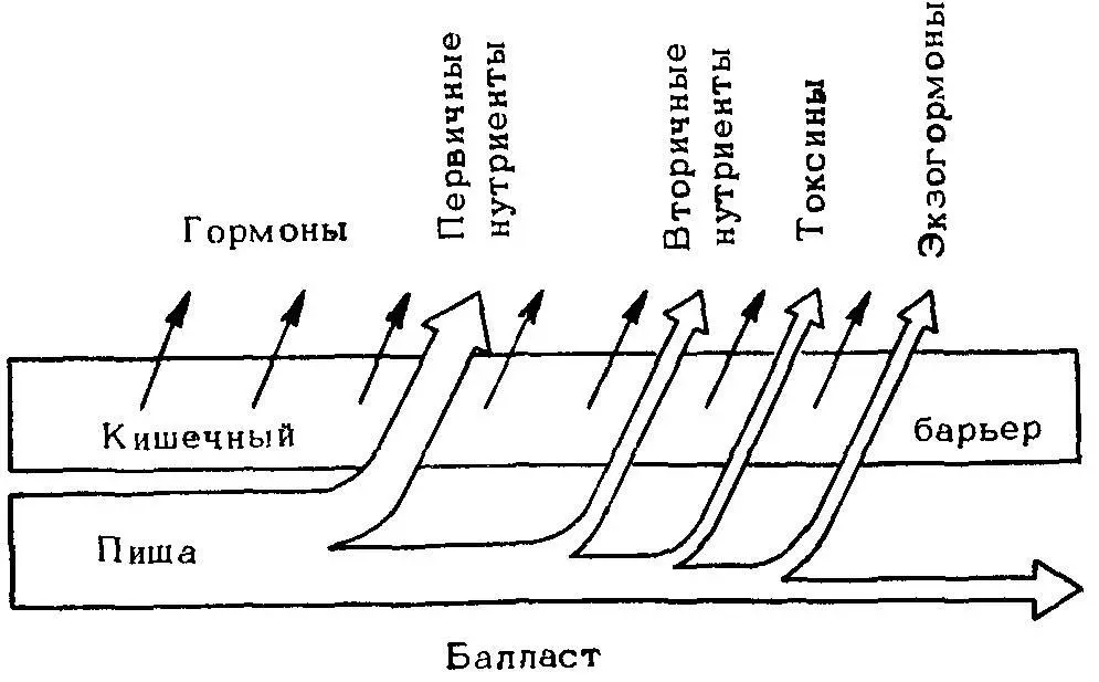 Рис 15 Схема потоков веществ из желудочнокишечного тракта во внутреннюю - фото 18