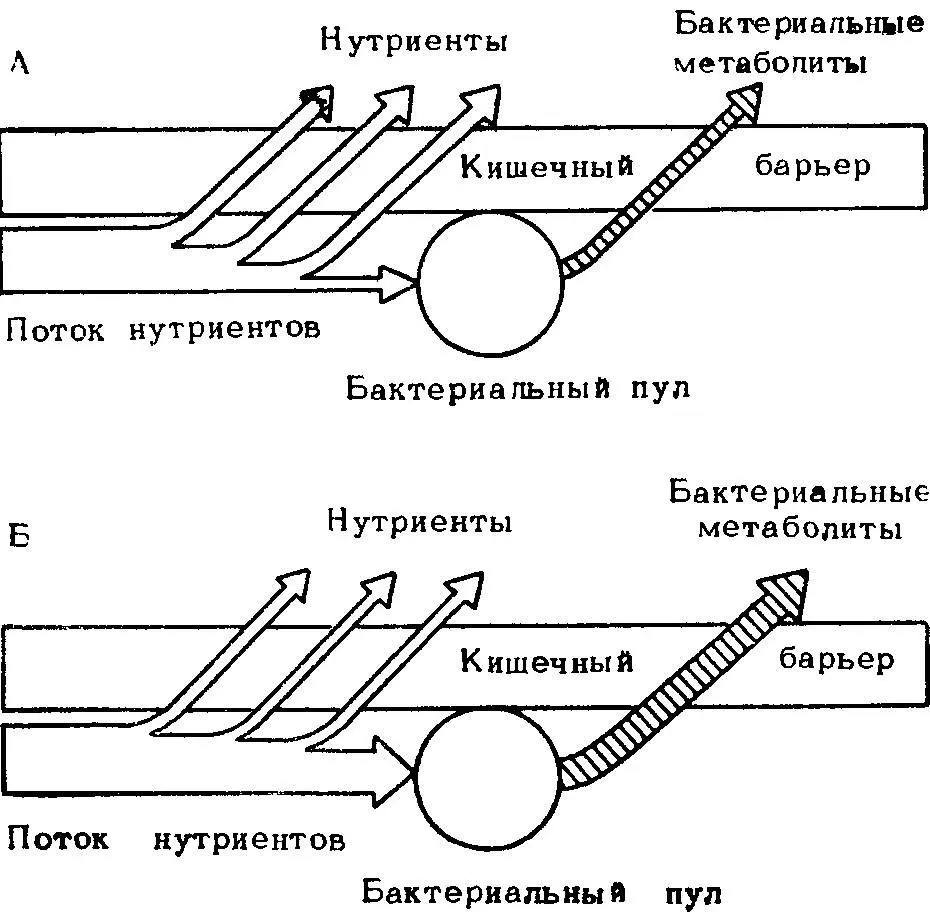 Рис 16 Схема соотношения первичных нутриентов и бактериальных метаболитов при - фото 19