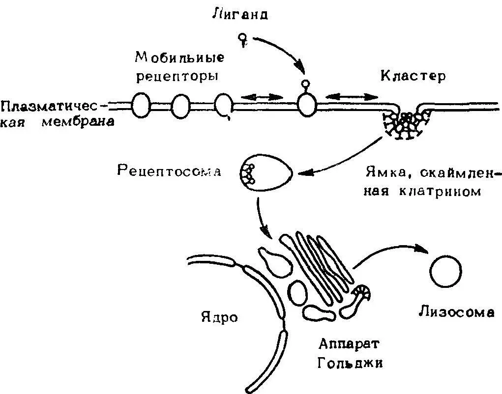 Рис 33 Упрощенная схема рецептормедиированного эндоцитоза стадии связывания - фото 37