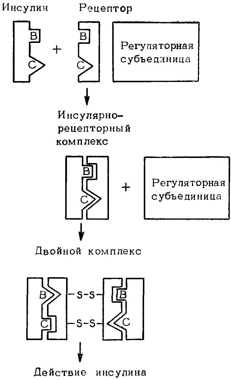 Рис 34 Модель взаимодействий инсулина и рецептора с отдельными доменами - фото 38