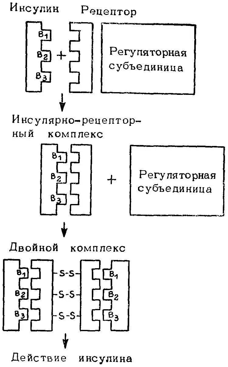 Рис 35 Модель взаимодействий инсулина и рецептора бее отдельных доменов для - фото 39