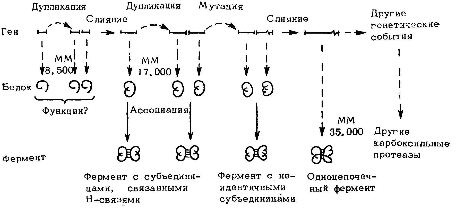Рис 40 Схема генетических событий в эволюции карбоксильных протеаз Размер - фото 44
