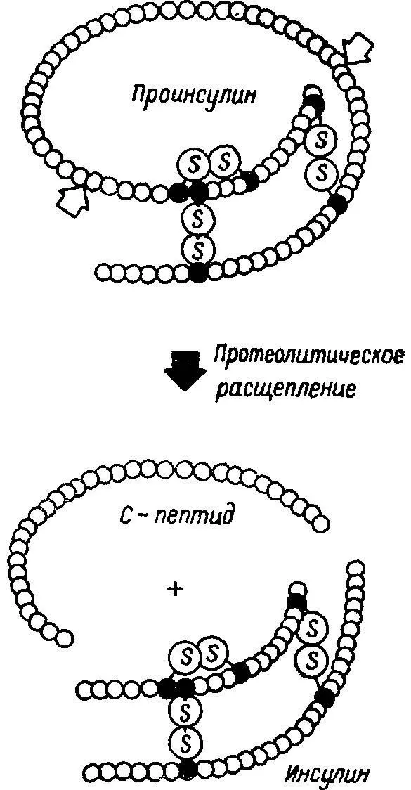 Рис 41 Схема протеолитического расщепления молекулы проинсулина с - фото 45