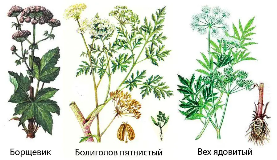 Лабазник вязолистный Таволга Растёт по сырым низинным и послелесным лугам и - фото 44