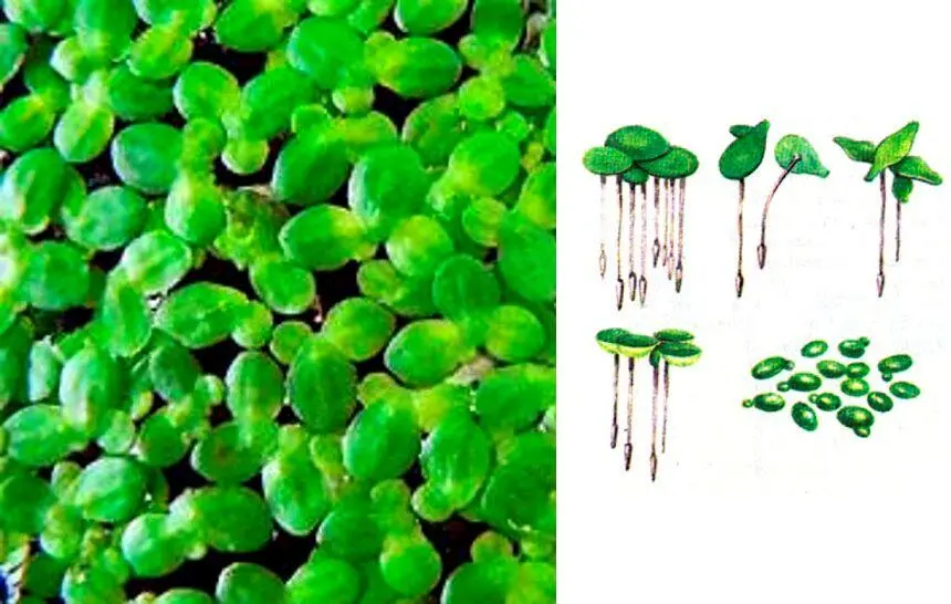 Свербига Произрастает как сорное растение повсеместно к почве не прихотлива - фото 68