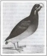 Хохлатый тупик Alca cristatelia Рисунок художника Л Хориса От мыса - фото 45