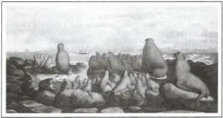 Морские котики на острове Св Павла Рисунок художника Л Хориса Морские львы - фото 102